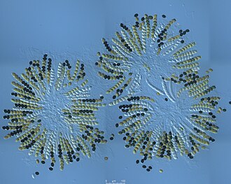 Linear arrangement of ascospores in the asci of the fungus Sordaria macrospora (Aurora Storlazzi).