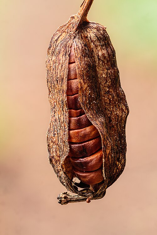 File:Zaden van een Gele lis (Iris pseudacorus). 06-03-2024. (d.j.b.).jpg