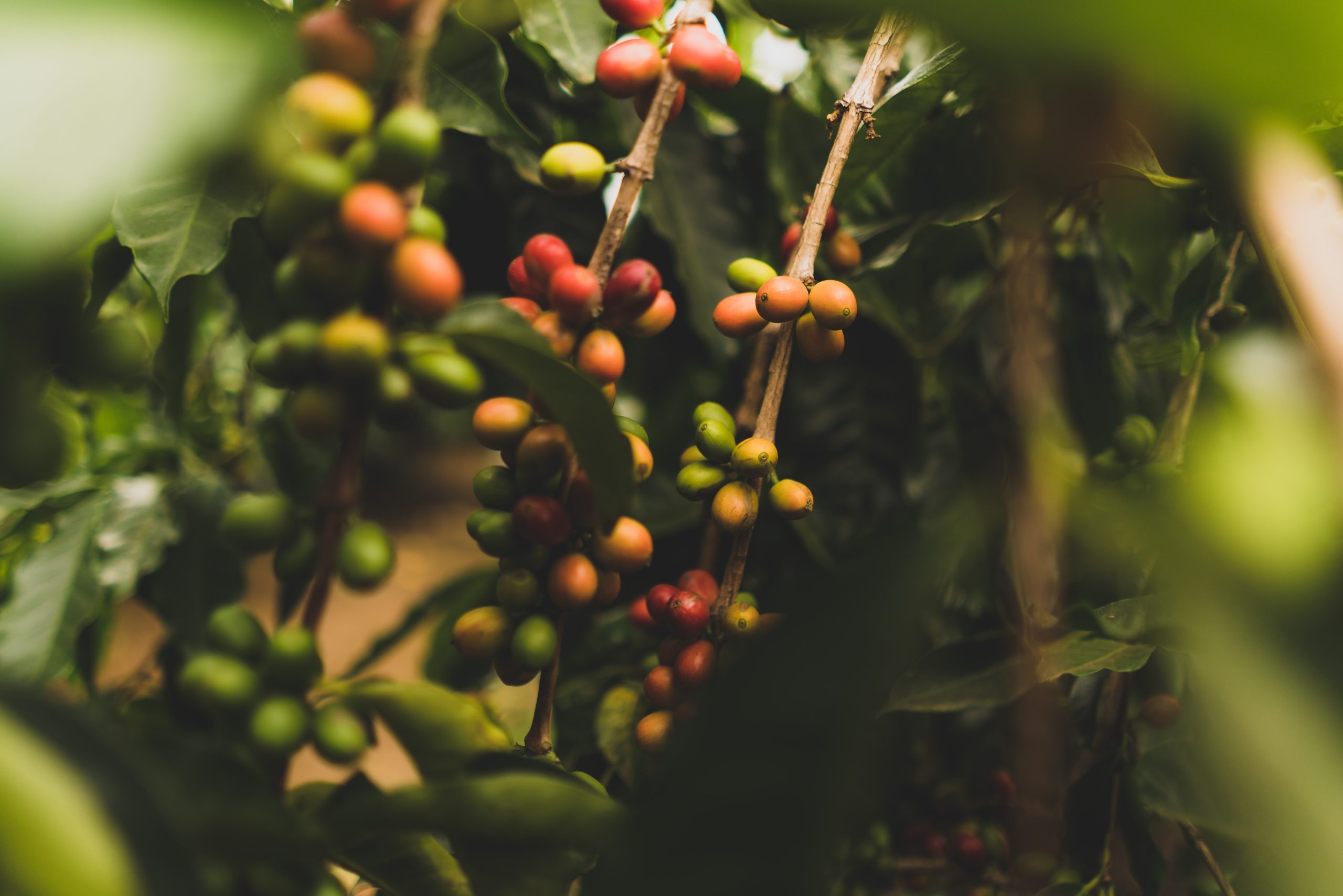 What Is Shade-Grown Coffee What Is Shade-Grown Coffee